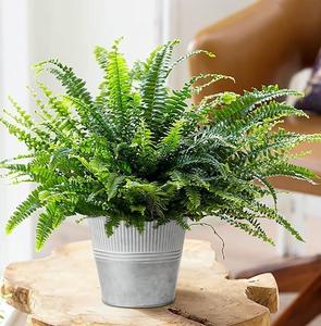 Cubo de maceta de hierro con acabado galvanizado de estilo Vintage para el hogar y el jardín, jardineras decorativas, artesanías - Product Image 2