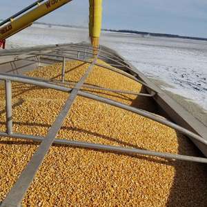 ข้าวโพดเหลืองราคาโรงงาน ข้าวโพดเหลืองคุณภาพดีที่สุดสำหรับอาหารสัตว์ - ข้าวโพดเหลืองอบแห้งจำนวนมากในราคาถูก - Product Image 4