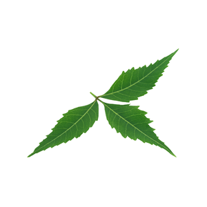 Feuilles de neem biologiques de qualité supérieure aux herbes fraîches: cueillies à la main, cultivées naturellement, de qualité fraîche à la ferme - Product Image 4