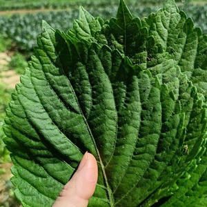 Perilla vietnamita cultivada de manera sostenible: su fuente de hierbas limpias - Product Image 6