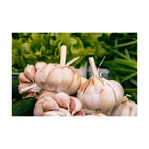 Ajo Blanco Normal Fresco Orgánico de Bélgica, 12 Meses de Duración - Product Image 6