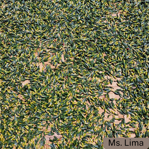 Plume de lotus séchée, tisane naturelle pour le sommeil et le cœur/ Mme Lima - Product Image 2