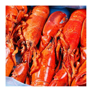 กุ้งมังกรแคนาดาคุณภาพสูงแช่แข็งทั้งตัว UHP จัดจำหน่ายในปริมาณมากเพื่อตอบสนองความต้องการทางการค้า - Product Image 3