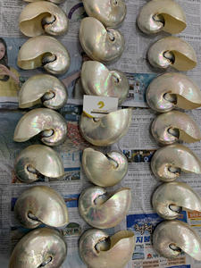 Perle géante polie Nautilu Shell Nautical Luxuries 12-16cm - Ms Caryln 0084935825297 - Product Image 4