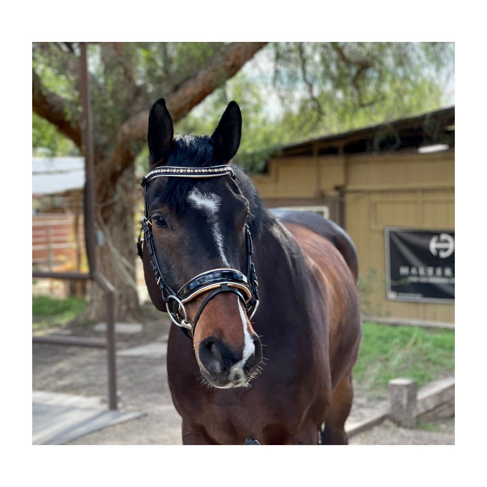 สีดำ/สีทอง