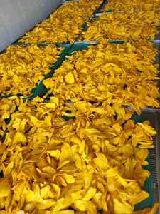 Mango Deshidratado Vietnamita Más Vendido, Delicioso y Dulce, Fruta a Granel con Proceso de Secado por Congelación para la Salud Corporal, Mejor Empaque - Product Image 4