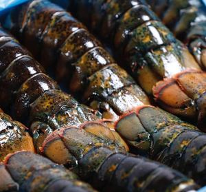 Venta al por Mayor de Langostas Congeladas de California, Producto de Mariscos Premium Entero para Compradores al por Mayor y Distribución Global - Product Image 3