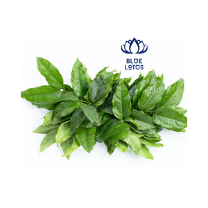 GELÉE D'HERBE VERTE TILIACORA TRIANDRA FEUILLES DU VIETNAM - Product Image 1