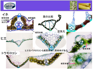 Instrumentos de microtomo de Japón de alta calidad, máquina médica, preparación de muestras de tejido automático, equipo de prueba de laboratorio químico - Product Image 4