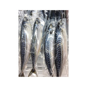 whole mackerel fresh frozen seafood wholesale bulk <b>ocean</b> catch high quality export grade premium supplier - Product Image 3