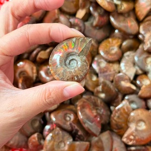 Ammonites fossiles arc-en-ciel polies en gros, différentes tailles, coquille naturelle rare, motif de jade pour la fabrication de bijoux et la décoration - Product Image 4