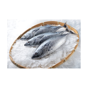 อาหารทะเลสดขายส่งคุณภาพดี ปลาทูน่าบอนิโตแช่แข็ง - Product Image 1