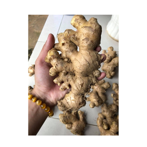 Jengibre fresco y suave con aroma picante, núcleo jugoso, aroma audaz y sensación firme, ideal para moler remojar y aplicaciones culinarias - Product Image 4