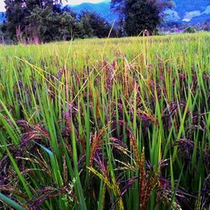 Arroz Orgánico Fresco de Textura Firme, Excelente Sabor, Larga Vida Útil, a Granel, No Basmati, Blanco, Grano Largo, Alta Calidad, Grado de Exportación - Product Image 4