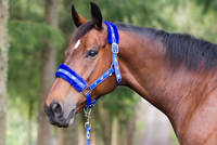 BLUHORSE BH-843 2025 – Licol en cuir de cheval durable avec quincaillerie chromée robuste, style selle anglaise, logo personnalisé, couleur équestre