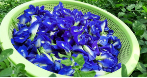 Polvo de Flor de Clitoria Ternatea Combinado con Flor de Clitoria Ternatea Seca en Flor, Ingrediente para Bebidas, Suministro para Exportación - Product Image 6
