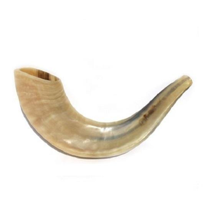 Corne de Chofar en Mouton / Kudu / Corne de Bélier / Chofar Poli Instrument de Musique Historique et Culturel - Product Image 1