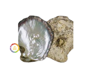 Nouveau modèle écologique décoration murale de la maison nacre polie naturelle placage de coquillage incrustation 99GD - Product Image 5