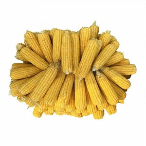 ข้าวโพดเหลืองแห้งสำหรับบริโภคของมนุษย์และอาหารสัตว์ - Product Image 4