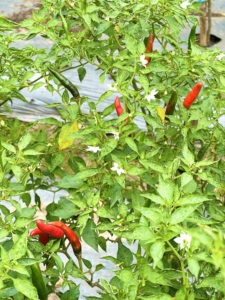 พริกเรดสดขนาด30กก./แพ็ก - Product Image 5