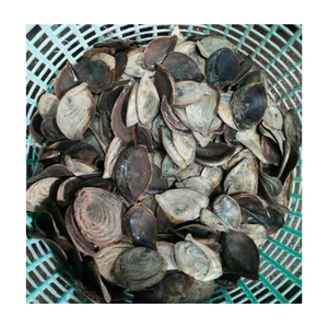 เปลือกธรรมชาติขนาดใหญ่ murex operculum Triton amonite ตกแต่ง-หอยทากเปลือกหอยใหญ่สำหรับตกแต่ง - Product Image 4