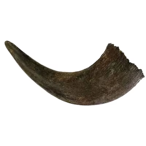 100% naturel Viking nautique sculpté corne à boire écologique décoration de la maison fabriqué à la main corne de vache pas cher le plus exigeant - Product Image 6