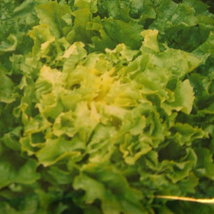 Fournisseur en gros de chicorée d'endives: Légumes à feuilles amères de qualité supérieure les plus vendus - Product Image 4