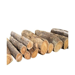 Troncos de álamo ideales para la producción de madera contrachapada con veta uniforme y color claro para láminas de chapa de alta calidad. Pedido al por mayor. - Product Image 6