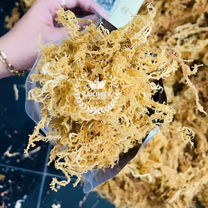 Importación de musgo marino precio barato fuente directa de fábrica Musgo marino TAKIMEX musgo marino crudo para hacer gel de fruta bueno para la salud del hombre - Product Image 1