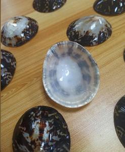เปลือก limpet ขัดและทำความสะอาดผลิตขึ้นอย่างสวยงามและราคาไม่แพง - Product Image 6
