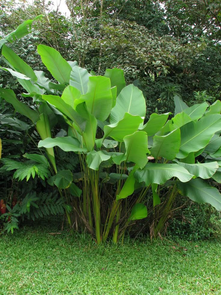 BIJAO Exotic Tropical White Calathea Lutea Flower Fresh Cut 20cm Ecuadorian  100-Petal Huertos Ecuador 3yrs Shelf Life| Alibaba.com