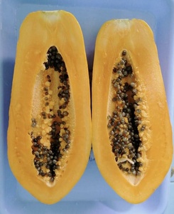 Semillas Híbridas de Papaya Moon Star LANTUS F1 - 99% de Pureza, 80% de Germinación - Product Image 1