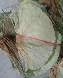 HOJA DE LOTO SECA PREMIUM DE VIETNAM PARA TÉ Y USO HERBAL - Product Image 5