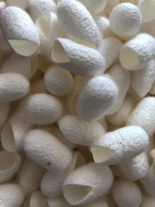 รังไหมมัลเบอร์รี่ธรรมชาติคุณภาพสูงจากเวียดนาม - Product Image 2