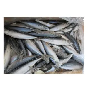 Top Quality Pure Frozen Seafood Fish | Buy / Order Whole Mackerel 1kg For Sale At Cheapest Wholesale Price