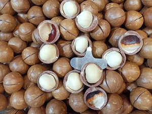 NUEZ DE MACADAMIA CRUDA DE CALIDAD SUPERIOR DE VIETNAM AL MEJOR PRECIO DEL MERCADO - Product Image 3
