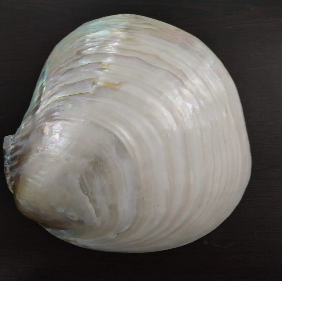 natural polished river clam shells suitable for resale by shell stores and sea shell suppliers. ideal for resale