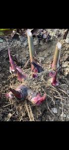 Fideos de Almidón de Arrowroot Vietnamita Natural en Oferta, Fideos de Vidrio Calientes, Vermicelli Hechos a Mano y Exportación Internacional - Product Image 2