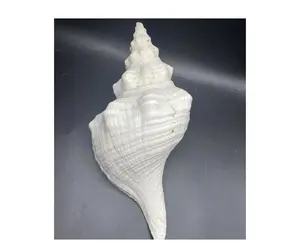 越南海洋天然大fusinus undatus贝壳出售贝壳空干净抛光贝壳
