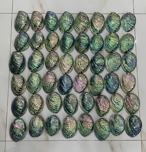 Concha de Abulón de Grado de Exportación de Vietnam, Utilizando la Estructura Natural de la Concha Marina para Decoración Artesanal - Product Image 1