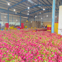 Tropische Schat 100% Pure Verse Dragon Fruit uit Binh Thuan, Vietnam, met 60 dagen houdbaarheid voor wereldwijde markten