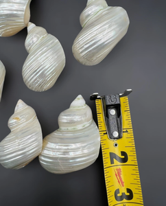 แหวนรองผ้าเช็ดปากเปลือกหอย ทำจากเปลือกหอยมันวาว สำหรับตกแต่งครัวสไตล์รัสติกชายทะเล ผลิตภัณฑ์หัตถกรรมเวียดนาม - Product Image 6