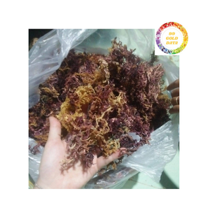 Alga Marina Cottonii de Alta Calidad, Sazonada, para la Elaboración de Snacks, Ensaladas y Productos de Belleza, en Oferta - Product Image 5