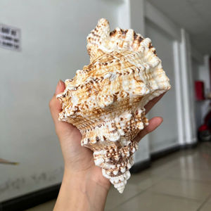 Exportador mayorista de Vietnam de productos marinos naturales de concha Espinosa grande, suministro de gran volumen - Product Image 1