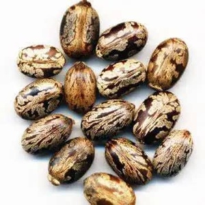 เมล็ดพืชริคินัส คอมมูนิสแห้ง (SEMEN RICINI) ขาย - Product Image 2