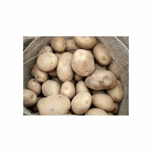 Pommes de terre fraîches de haute nutrition de qualité supérieure nouvelle culture de pommes de terre rouges et blanches biologiques certifiées fournisseur en gros direct d'Égypte - Product Image 5