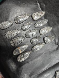 Orthoceras Cabochons Pierres précieuses en vrac Guérison Fait à la main Mélange lisse Forme dans toutes les tailles Belle Orthoceras Cabochon Pierres précieuses en vrac - Product Image 4