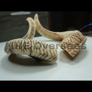 Cuerno de carnero Natural para masticar perros para mascotas Cuerno duradero orgánico Tratar cuidado dental de larga duración Juguete para masticar para perros activos - Product Image 2