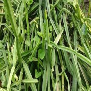 Suplemento de hierbas Cissus Quadrangularis Cápsula a granel Cissus Quadrangularis Cápsulas de extracto - Product Image 1