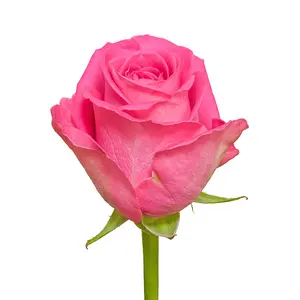 Premium Kenyan Fresh Cut Rose Pink 4cm Kopf größe 52cm Stiel Groß-und Einzelhandel Fresh Cut Flower Hochzeits blumen dekorativ